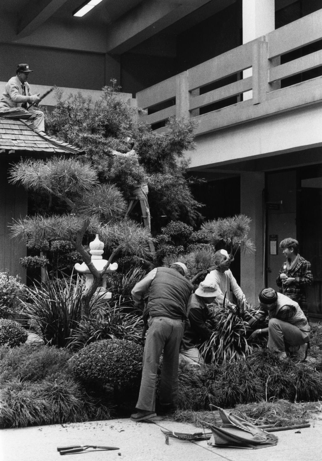 Workers tend exotic plants, while man sitting on roof trims trees in Japanese Garden