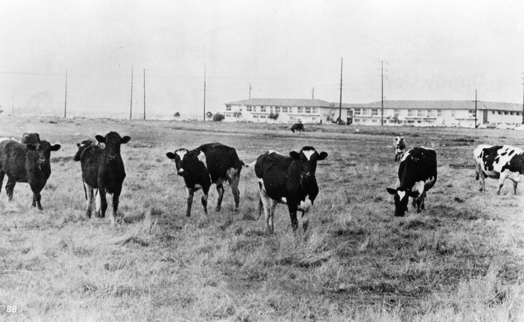 Cows on campus across from Watt Campus on grounds of current campus, ca. 1968